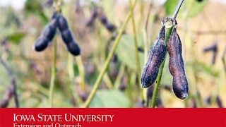 Green Stem Disorder in Soybeans