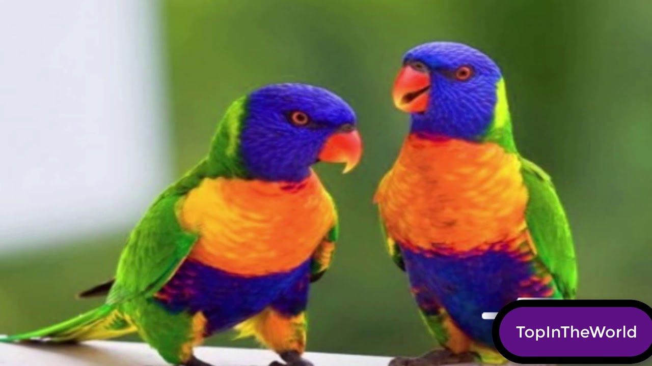 Top 10 Small Pets That Could Be Right For Your Kids Top In The World