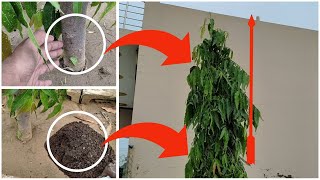 अशोक का पेड़ बढ़ेगा दुगनी गति से, बस आपको ये करना है। Polyalthia longifolia Tree Care