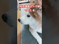 拒否盛りの散歩劇場 shorts 犬 柴犬 dog 散歩 拒否柴