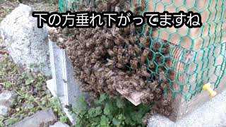 分蜂前の巣箱の様子と本日の強制捕獲群