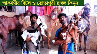 আকর্ষণীয় বিটল ও তোতাপুরী ছাগল কিনুন goat farm