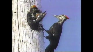 1994 - Voyage Grandeur Nature - Documentaire Oiseaux Du Québec - Radio Québec