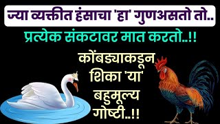 ज्या व्यक्तीत हंसाचा 'हा'गुणअसतो तो प्रत्येक संकटावर मात करतो कोंबड्याकडून शिका 'या' बहुमूल्य गोष्टी