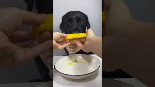 トウモロコシを食べるゴールデンレトリバー golden retriever eating corn #dog #asmr #咀嚼音