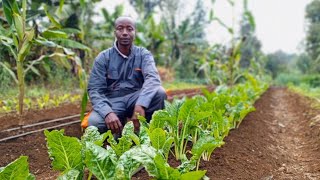 Swiss Chard (Spinach) Transplanting