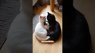 Cute combination family #shortsvideo  #animalovers #cat #catvideos