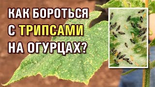 ТРИПС НА ОГУРЦАХ. КАК БОРОТЬСЯ С ТРИПСАМИ?