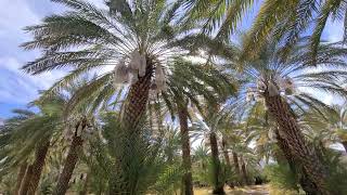 China Ranch Date Farm