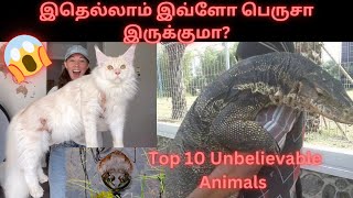 Top 10 Unbelievable Animals / நீங்க நினைக்கிறத விட பெருசா இருக்குமா! 😱😯