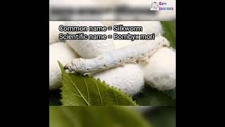 Scientific name of silkworm