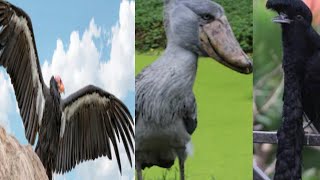 வித்தியாசமான  பறவைகள் part 4 /  The biggest heavy weight birds / Tamil Display