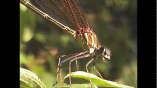 Copper Demoiselles Calopteryx haemorrhoidalis