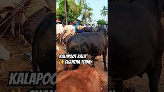 ✨ഇന്നത്തെ ചന്തയിലെ കാളപൂട്ട് കാള kalapoot Chattipparamba chanda today | Chattipparamba market #bull