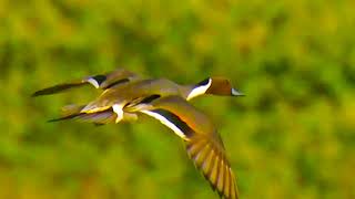 Monet's Ducks  Northern Pintail