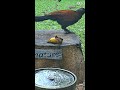 baby fully grow up asian greater coucal