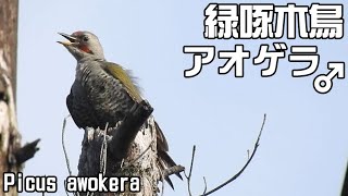 雄のアオゲラ・緑啄木鳥　Picus awokera