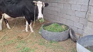 يوم كامل في المزرعة 🚜 🐄في جو غائم ☁️ ممطر 🌧