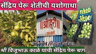 पेरू लागवडी ची यशोगाथा आणि शाश्वत उत्पादन व नफा Peru Farming Malegaon Nashik #viralvideo #vlog#viral