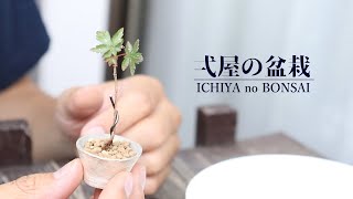 適期じゃないけどモミジを植え替えます