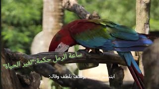 ساعة الرمل حكمة: 