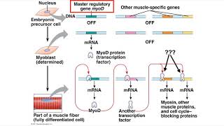 Transcription regulation in eukaryotes