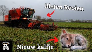 Kijken bij Bieten Rooien - Nieuw kalfje erbij