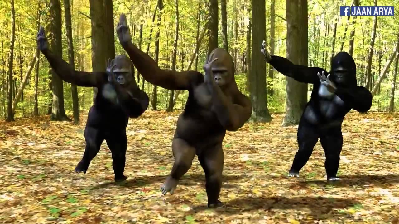 Dancing Gorillas Bailando By Enrique Englesias Youtube