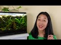 stop killing your aquarium plants 10 easy mistakes to avoid