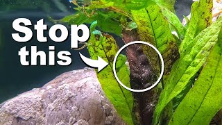STOP Killing Your Aquarium Plants | 10 Easy Mistakes to Avoid