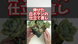 伸びた多肉植物をかわいく仕立て直し！【多肉植物】#多肉植物