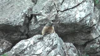 Marmot at Ossoue, Pyrenees, France