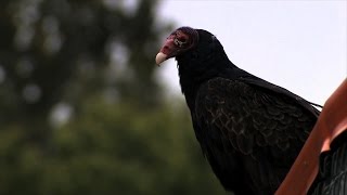 Turkey vultures