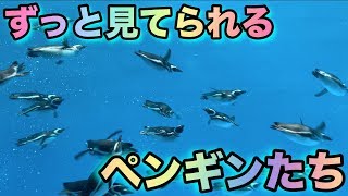 ただただかわいいペンギン達【水族館のアイドル】