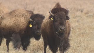 Bison population, with historic roots to Yellowstone, explodes in Colorado