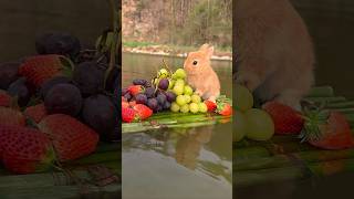 可愛的小兔子在船上吃水果。Cute little bunny eats fruit on the boat. かわいいウサギがボートの上で果物を食べます。 #rabbit #cute #animals