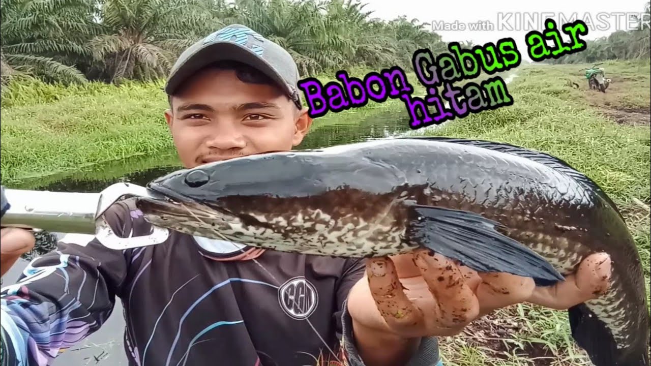 Mancing Ikan Gabus - Gak Nyangka Di Tempat Ini Ada Babon Gabus - YouTube