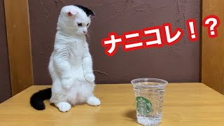 初めて炭酸水を見た猫の反応が可愛すぎた…