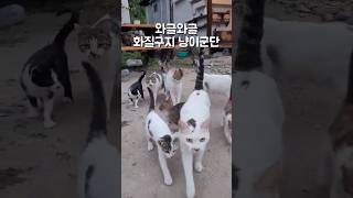 어제찍은 영상인데 카톡으로 건네받다 화질이 엉망진창