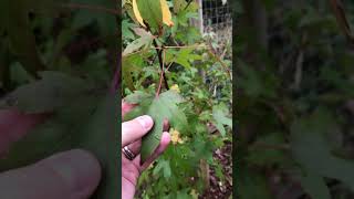 Tree planting - Liquidambar styraciflua 'Worplesdon' (19/09/20)