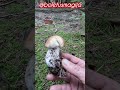 porcino bolet steinpilze cep shorts new foryou trending nature forest wood mushroom boletus