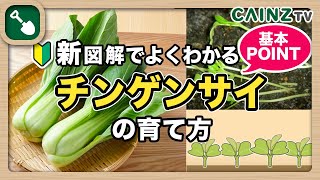 チンゲン菜の育て方 初心者向け｜家庭菜園で作る青梗菜（チンゲンサイのプランター栽培方法）【カインズ】