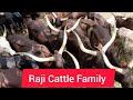 Animal Farming in Ghana:How Patience Pays Off In Building Cattle Business (Mukat Farms Buipe)