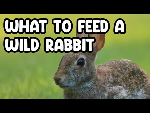 Where do wild rabbits live outside?
