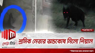 শ্রমিক নেতার অন্ডকোষ কামড়ে নিলো শিয়াল | lalmonirhat | Fox Attack | The Metro TV