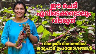 ഈ ചെടി എവിടെക്കണ്ടാലും വിടരുത് | നിത്യജീവിതത്തിൽ ഒരുപാട് ഉപയോഗങ്ങൾ | Leafy vegetable plant |