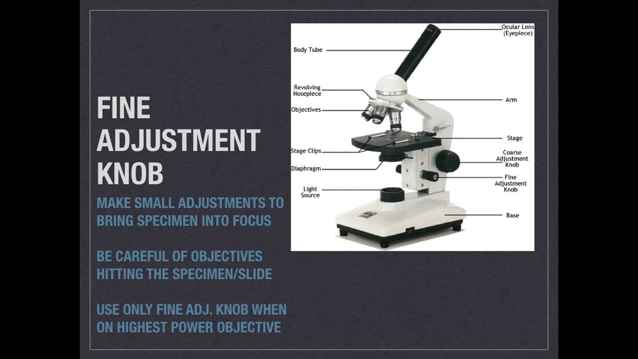 Compound Microscope Parts And Functions - YouTube