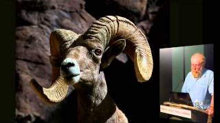 Mark Jorgensen - Desert Bighorn Sheep, Wilderness Icon