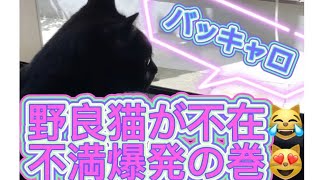 【しゃべる猫】野良猫に会えずパパに抗議する！ご機嫌なお散歩も！最後は特別動画あり