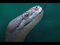 This is a video about executing Python and SQL together in SQL Server.